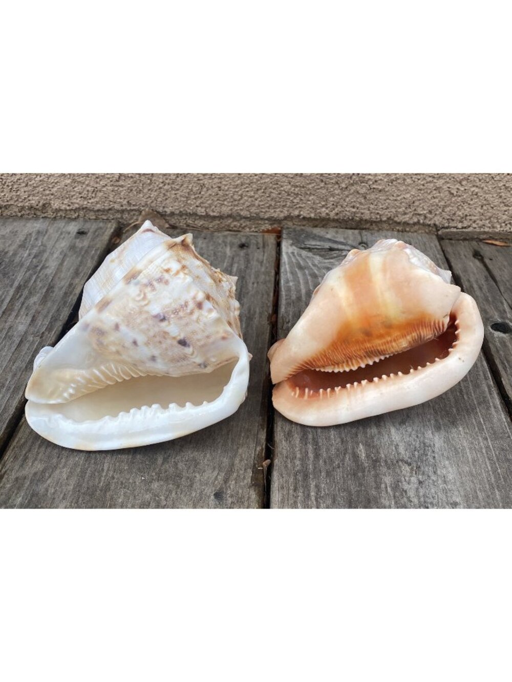 1 Horned Helmet Shell 1 Red Helmet Shell (BS10)